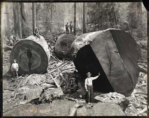 Redwood 2