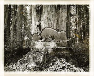 Redwood 3
