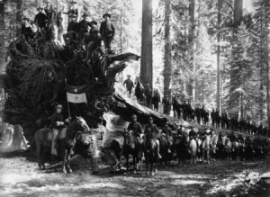 Redwood 5