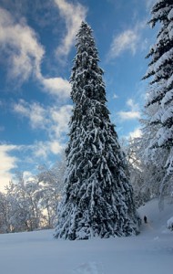 Spruce trees
