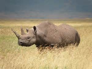 Cites Rhino 1